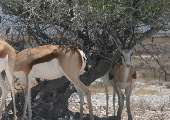 etosha 7