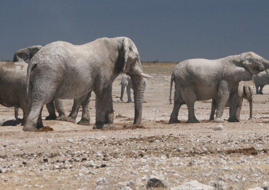 etosha 6