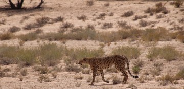 Kalahari Safari