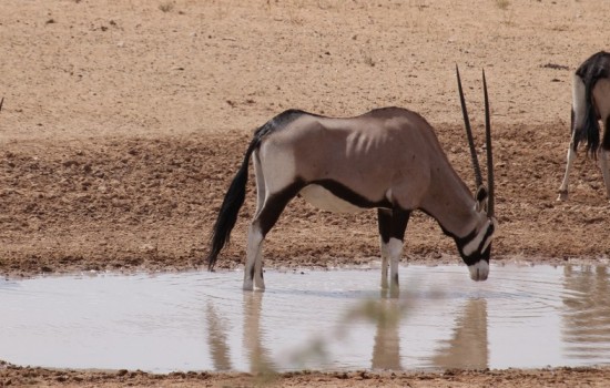 Kgalagadi Transfrontier Park (ZA)