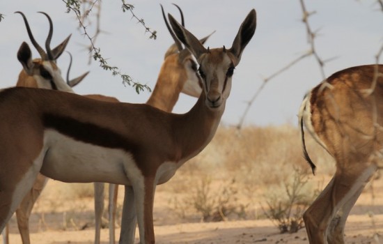 Kgalagadi Transfrontier Park (ZA)