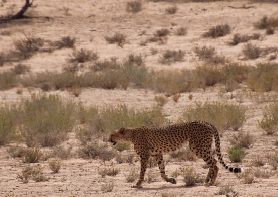 kgalagadi-1.jpg