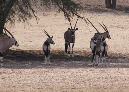 kgalagadi 10 2