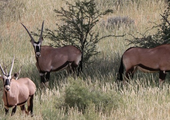 kgalagadi 10 3