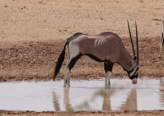 Kgalagadi 5