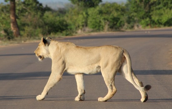  Kruger National Park