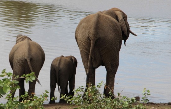  Kruger National Park