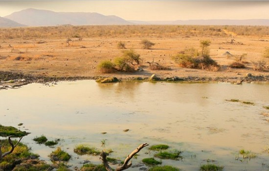 Madikwe wild reservaat