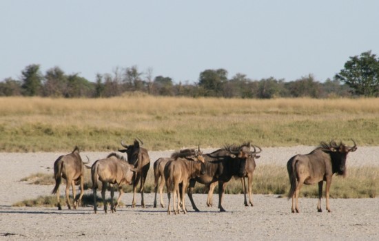 Makgadikgadi and Nxai Pan National Park