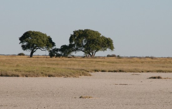 Makgadikgadi and Nxai Pan National Park