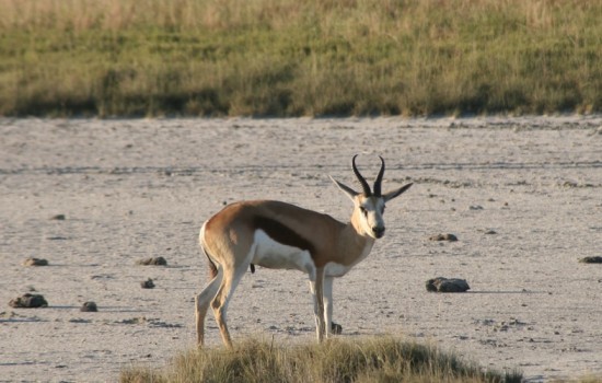 Bezoek de Makgadikgadi vanaf Nata of Gweta