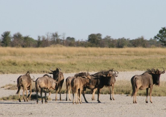 Makgadikgadi 1