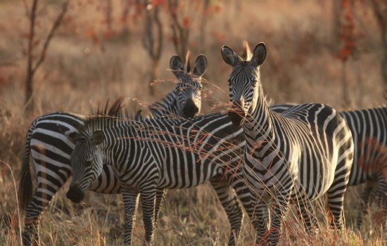 Mlilwane Wildlife Sanctuary