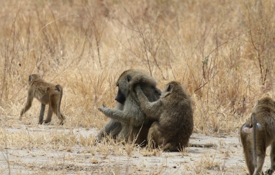 Mlilwane Wildlife Sanctuary