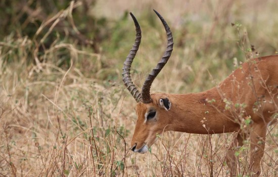 Mlilwane Wildlife Sanctuary