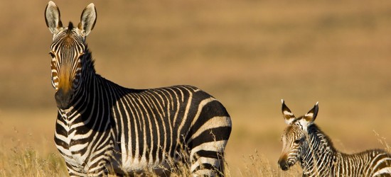Mountain Zebra National Park