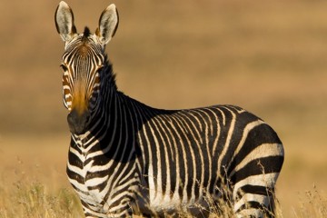 Lekkerbly Mountain Zebra 1