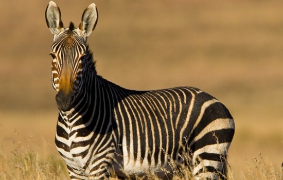 Mountain Zebra National Park