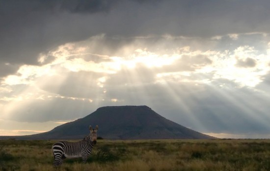 Mountain Zebra National Park