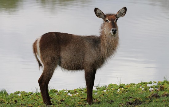 Mudumu National Park