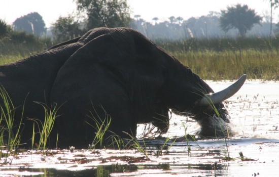 Okavango Delta Mokoro Safaris