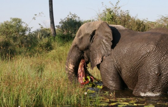 Okavango Delta Mokoro Safaris