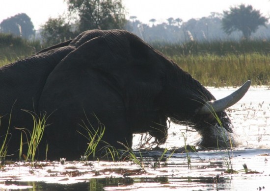 Lekkerbly Okavango 5