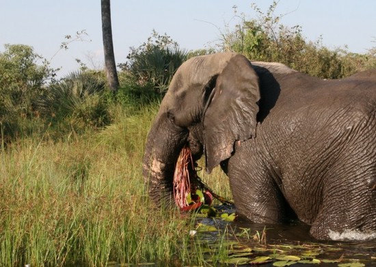 Lekkerbly Okavango 6