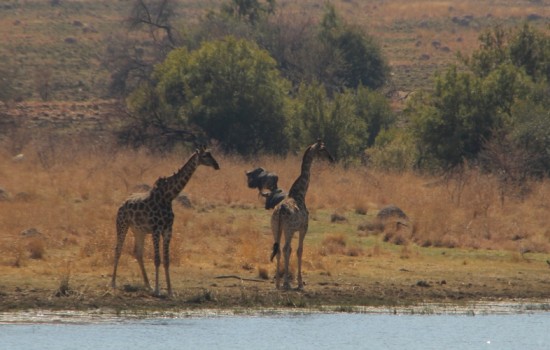 Pilanesberg Wild Reservaat