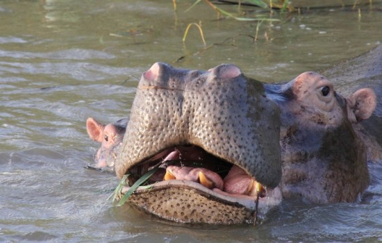 St Lucia & iSimangaliso Wetland Park