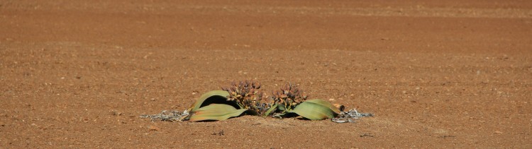 Lekkerbly Welwitchia Mirabilis