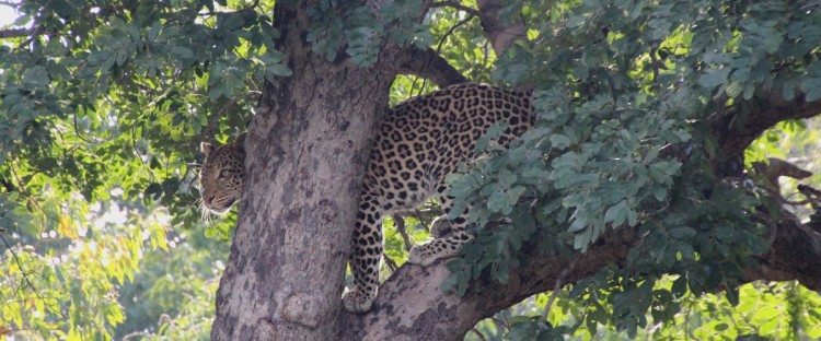 Lekkerbly Chobe 2017