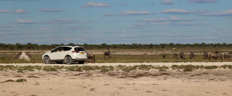Lekkerbly Etosha 2017