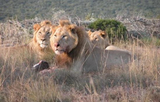 Addo National Park