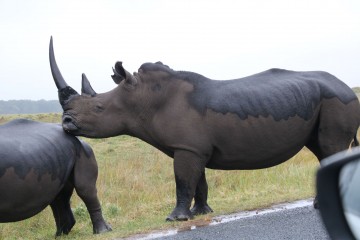 Lekkerbly Neushoorn