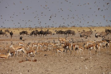 Lekkerbly van Dijk etosha