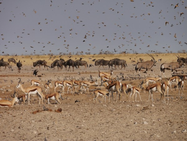 Lekkerbly van Dijk etosha