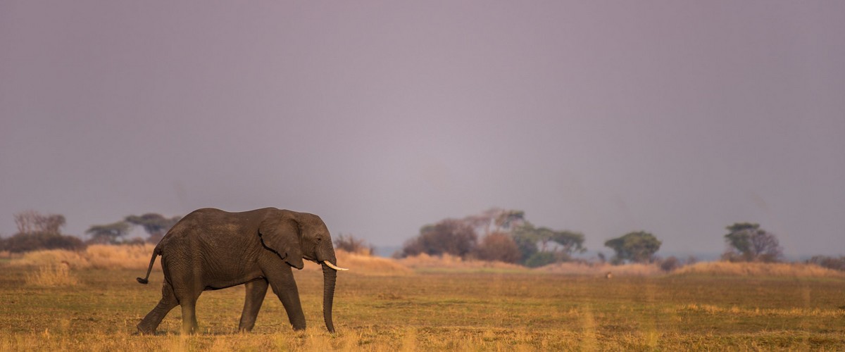 Lekkerbly meerlandenreis olifant