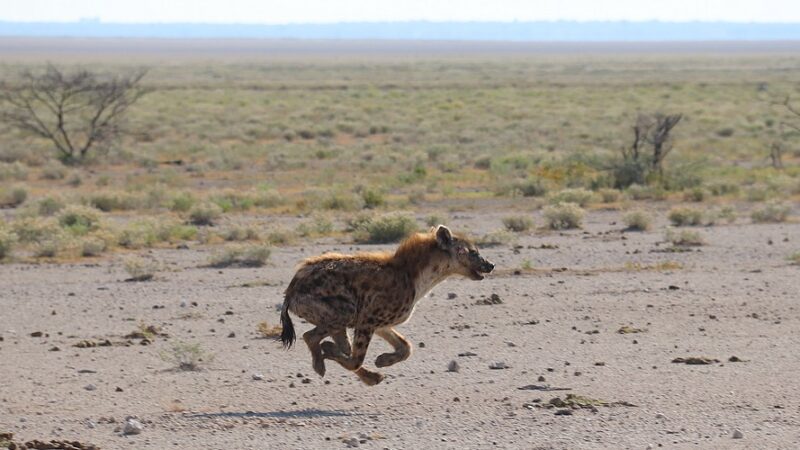 Hyena in Ethosha National Park Namibië