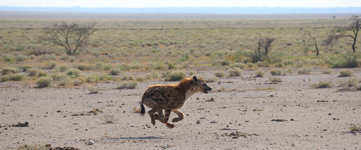 Hyena in Ethosha National Park Namibië