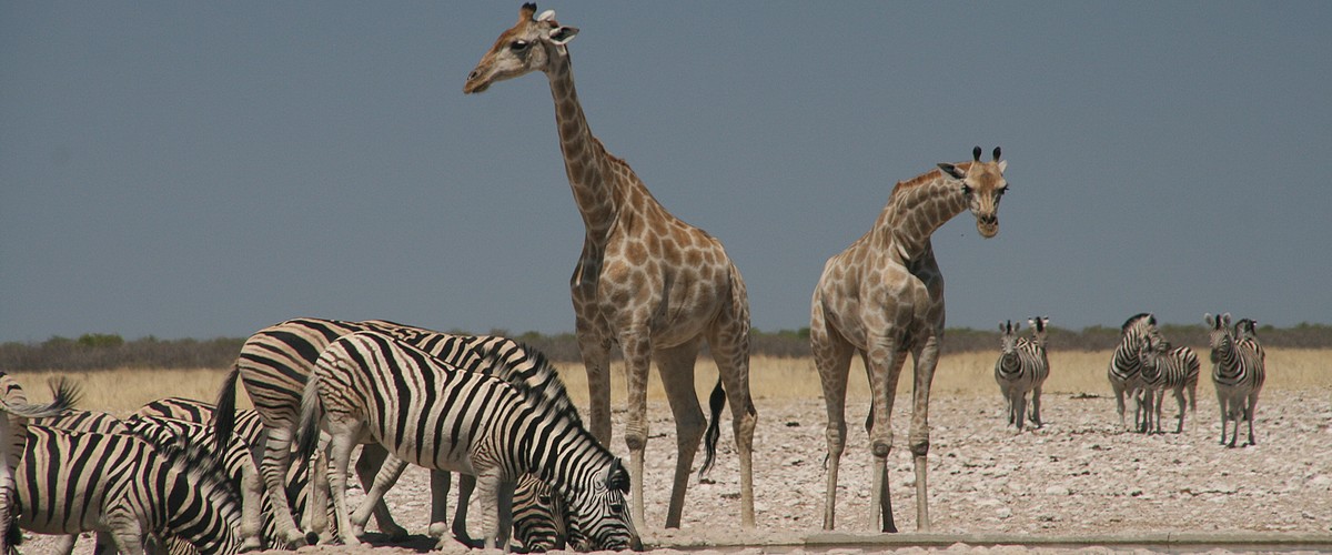 Zebra's, giraffen en gnoes bij de waterpoelen in Etosha National Park