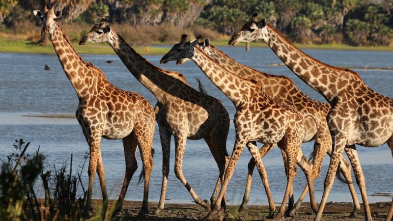 Giraffes Afrika