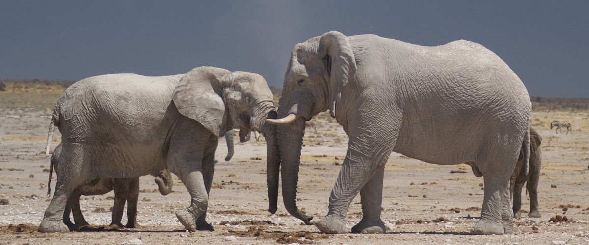 Grote kuddes olifanten in Etosha National Park