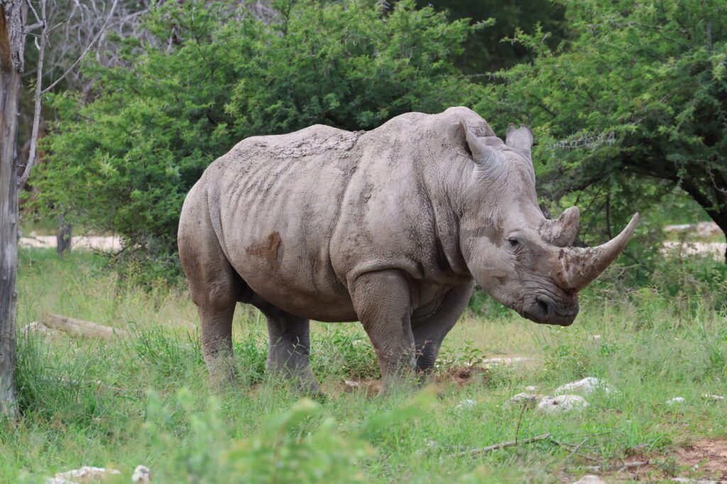 Groep de Jong/Schaap