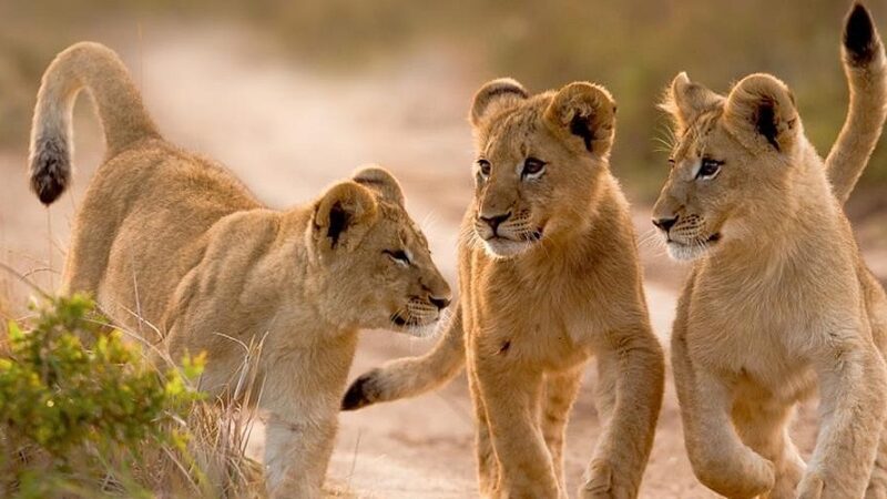 leeuwwelpjes Afrika