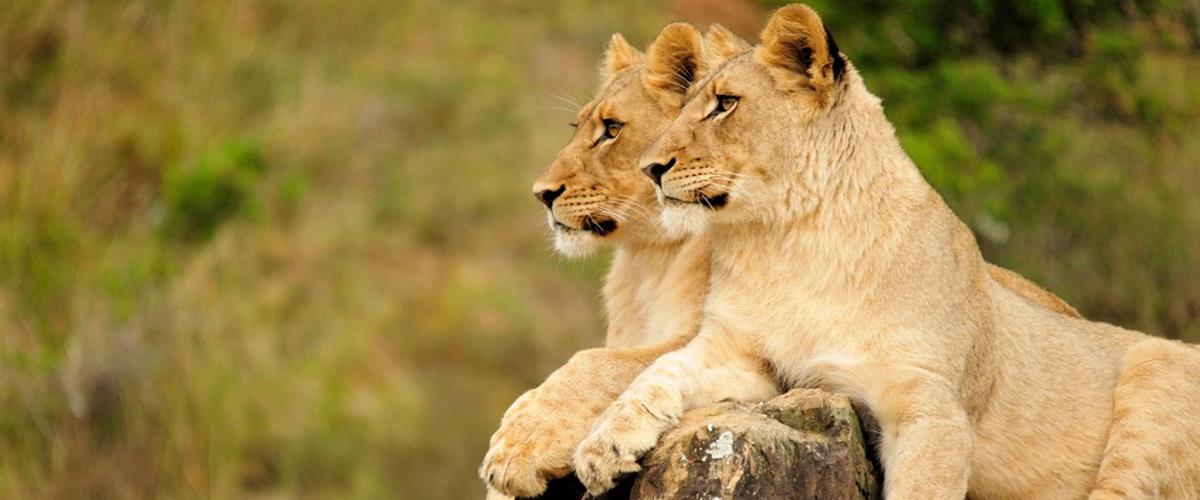 Leeuw welpjes op safari Zuid-Afrika tijdens rondreis Het beste van Zuid-Afrika - R19