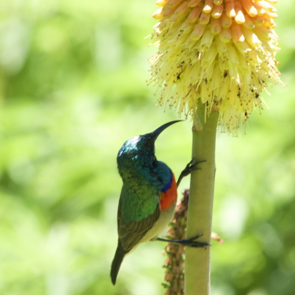 De heer en mevouw Muyris