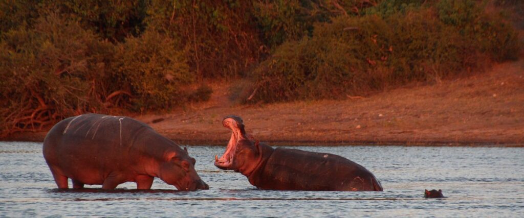 neushoorns in botswana