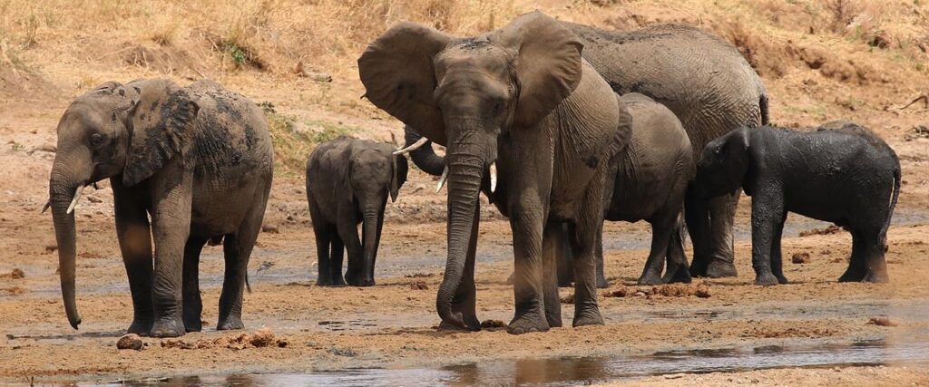 olifanten spotten tijdens rondreis zuid-afrika