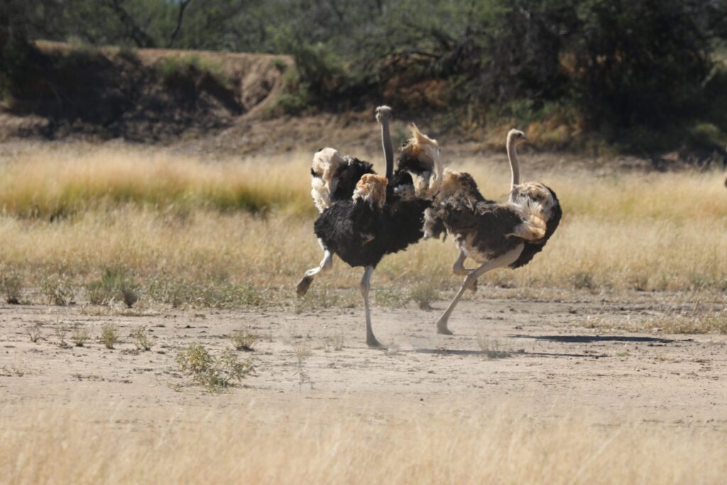 struisvogels zud-afrika